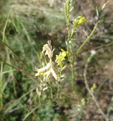 Erysimum quadrangulum