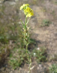 Erysimum quadrangulum