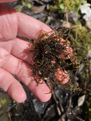 Plagiomnium rostratum