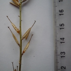 Erysimum quadrangulum