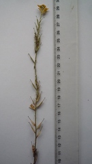 Erysimum quadrangulum