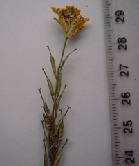 Erysimum quadrangulum
