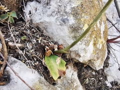 Mesadenus polyanthus