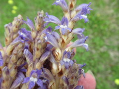 Phelipanche nana