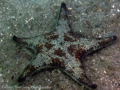 Anthenea sidneyensis