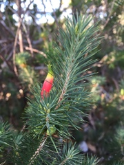 Stenanthera pinifolia