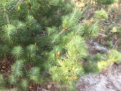 Stenanthera pinifolia