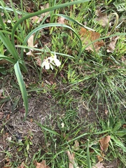 Narcissus triandrus triandrus