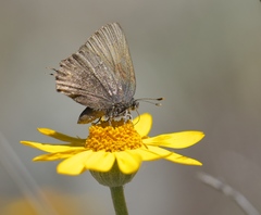 Callophrys muiri