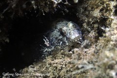 Bathygobius krefftii