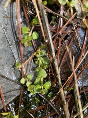 Chrysosplenium americanum