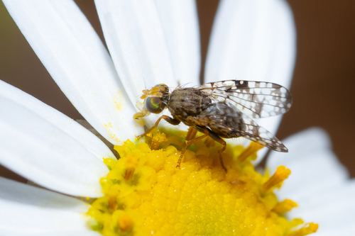Campiglossa duplex · iNaturalist
