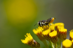 Megachile canariensis