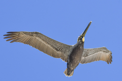 Pelecanus occidentalis