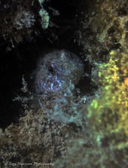 Bathygobius krefftii