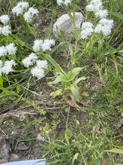 Valerianella amarella
