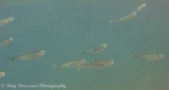 Atherinomorus vaigiensis