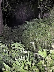 Alligator mississippiensis