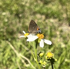 Electrostrymon angelia