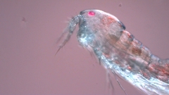 Canthocamptus staphylinus