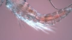 Canthocamptus staphylinus