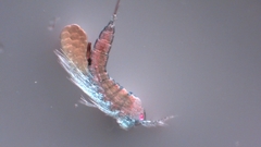 Canthocamptus staphylinus