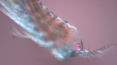 Canthocamptus staphylinus