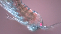 Canthocamptus staphylinus