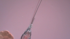 Canthocamptus staphylinus