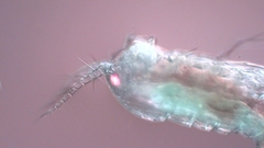 Canthocamptus staphylinus