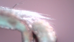 Canthocamptus staphylinus