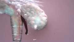 Canthocamptus staphylinus