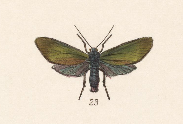 Cloesia digna-parthia