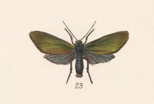 Cloesia
