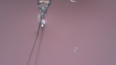 Canthocamptus staphylinus