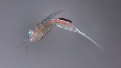 Canthocamptus staphylinus