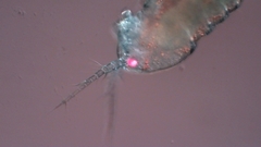 Canthocamptus staphylinus