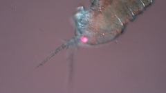 Canthocamptus staphylinus