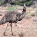 Emú Común - Photo (c) David Cook, algunos derechos reservados (CC BY-NC)