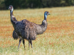Emu photo 3
