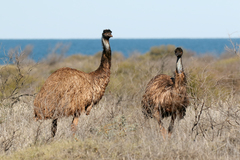 Emu photo 6