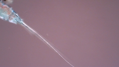 Canthocamptus staphylinus