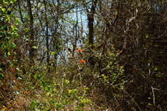 Adenophyllum aurantium