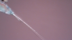 Canthocamptus staphylinus