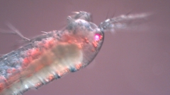 Canthocamptus staphylinus