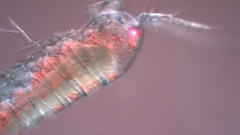 Canthocamptus staphylinus