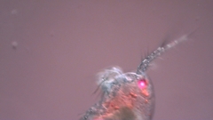 Canthocamptus staphylinus