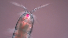 Canthocamptus staphylinus