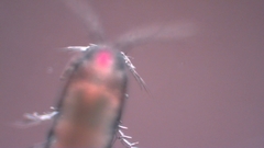 Canthocamptus staphylinus