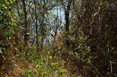 Adenophyllum aurantium